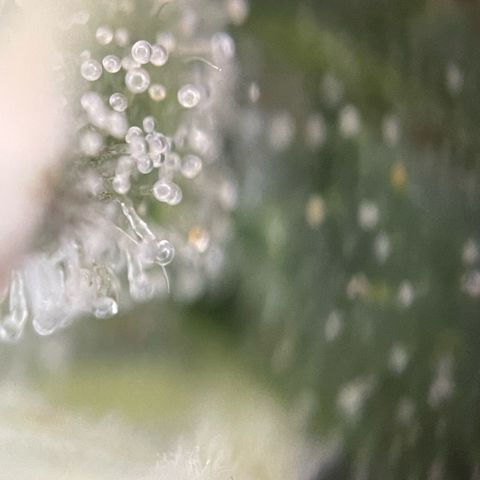 Big Bud by KilliczGe growlog timeline photo