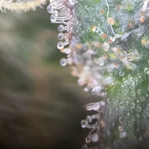 Big Bud by KilliczGe growlog timeline photo