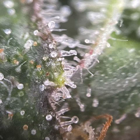 Big Bud by KilliczGe growlog timeline photo