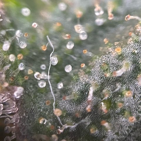 Big Bud by KilliczGe growlog timeline photo
