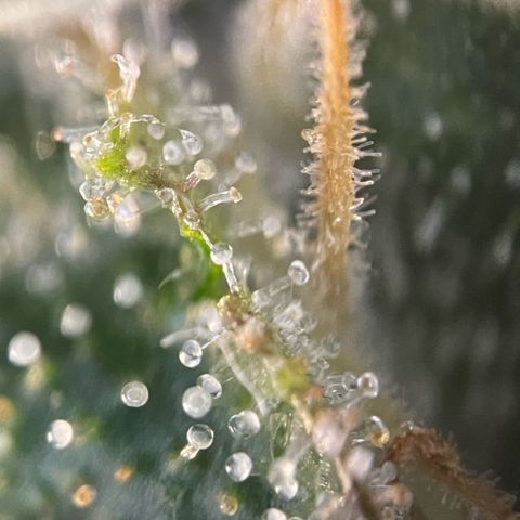 Big Bud by KilliczGe growlog timeline photo
