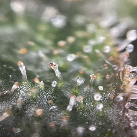 Big Bud by KilliczGe growlog timeline photo