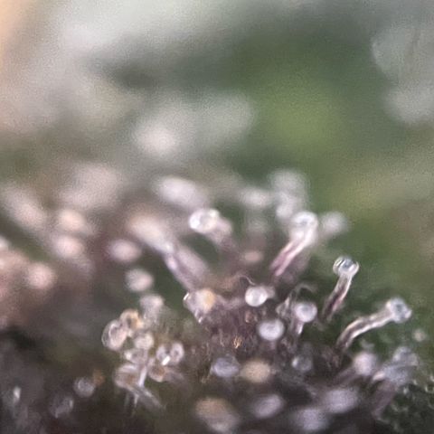 Big Bud by KilliczGe growlog timeline photo