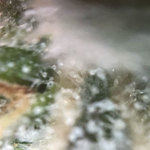 Purple Zkittlez #2 by KilliczGe growlog timeline photo