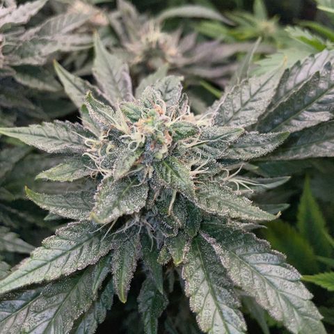 Big Bud by KilliczGe growlog timeline photo