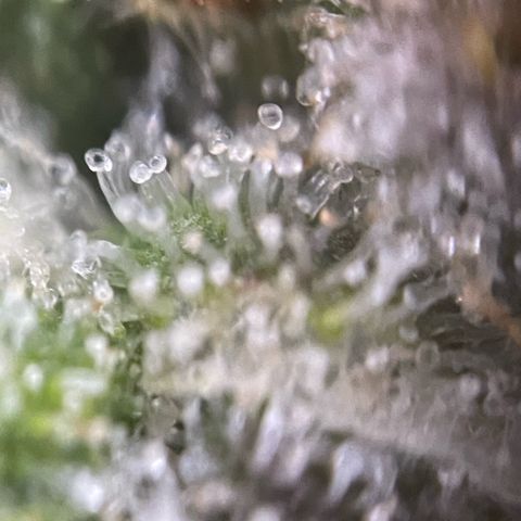 Purple Zkittlez #2 by KilliczGe growlog timeline photo