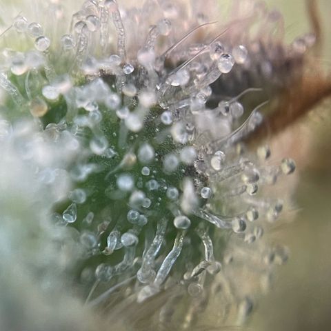 Purple Zkittlez #2 by KilliczGe growlog timeline photo