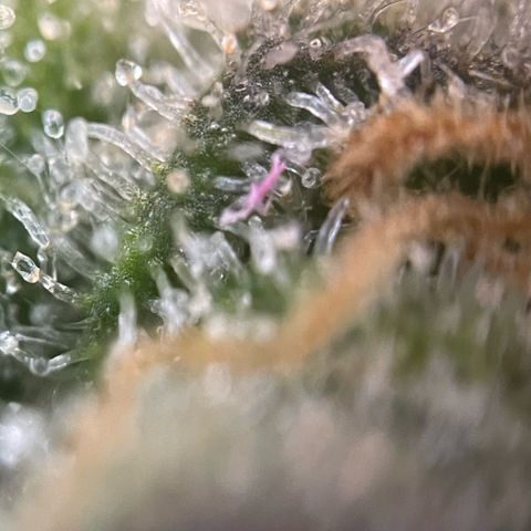 Purple Zkittlez #2 by KilliczGe growlog timeline photo