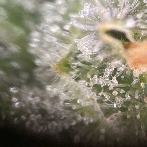 Purple Zkittlez #2 by KilliczGe growlog timeline photo