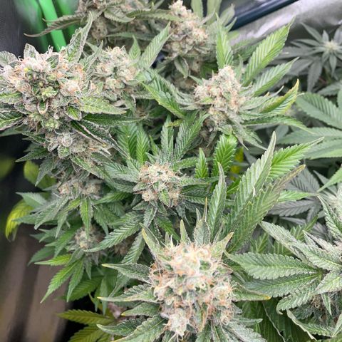 Purple Zkittlez #2 by KilliczGe growlog timeline photo