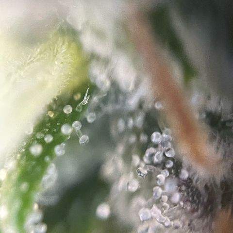 Big Bud by KilliczGe growlog timeline photo