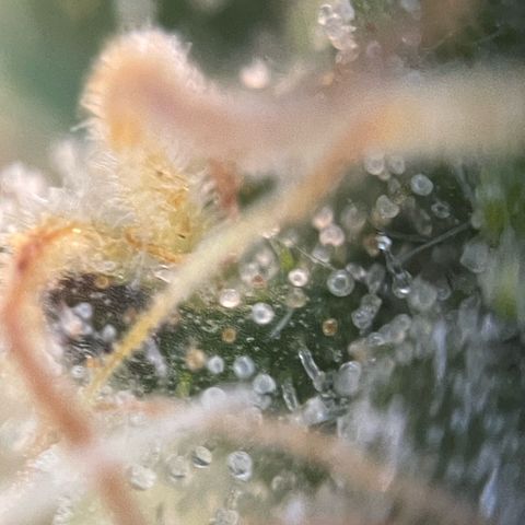 Big Bud by KilliczGe growlog timeline photo