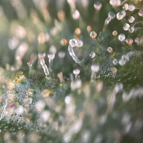 Big Bud by KilliczGe growlog timeline photo