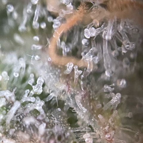 Purple Zkittlez #2 by KilliczGe growlog timeline photo