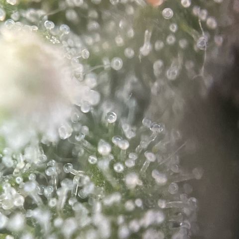 Big Bud by KilliczGe growlog timeline photo