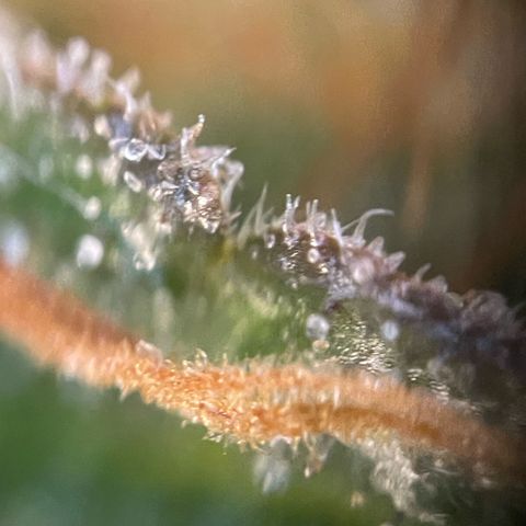 Purple Zkittlez #2 by KilliczGe growlog timeline photo