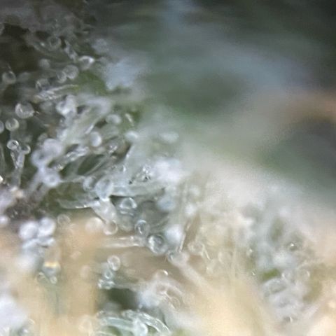 Purple Zkittlez #2 by KilliczGe growlog timeline photo