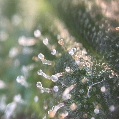Big Bud by KilliczGe growlog timeline photo