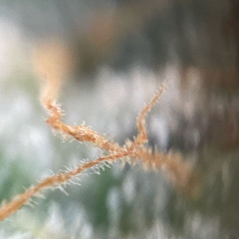 Purple Zkittlez #2 by KilliczGe growlog timeline photo