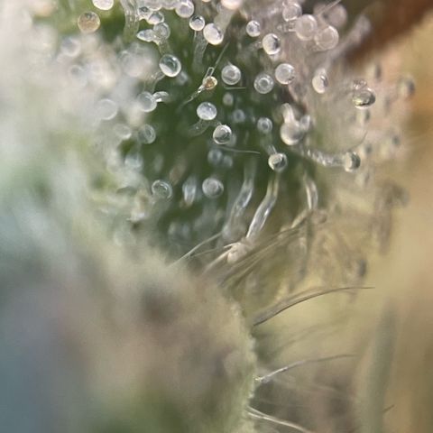 Purple Zkittlez #2 by KilliczGe growlog timeline photo