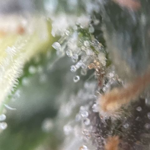 Big Bud by KilliczGe growlog timeline photo
