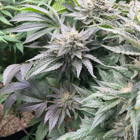 Big Bud by KilliczGe growlog timeline photo