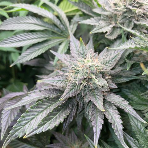 Big Bud by KilliczGe growlog timeline photo