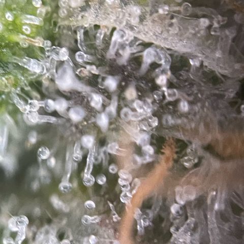 Purple Zkittlez #2 by KilliczGe growlog timeline photo