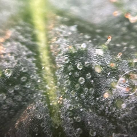 Big Bud by KilliczGe growlog timeline photo