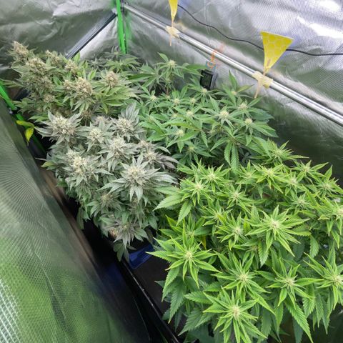 Purple Zkittlez #2 by KilliczGe growlog timeline photo