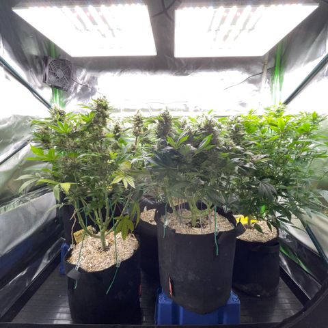 Purple Zkittlez #2 by KilliczGe growlog timeline photo