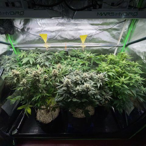 Purple Zkittlez #2 by KilliczGe growlog timeline photo