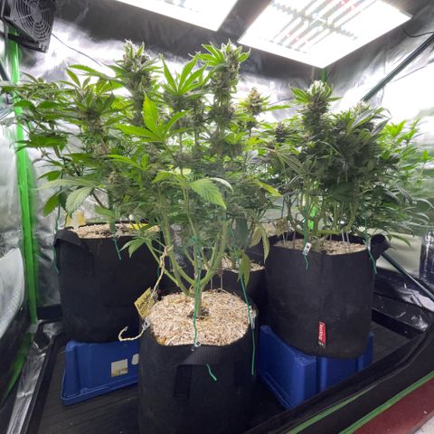 Purple Zkittlez #2 by KilliczGe growlog timeline photo