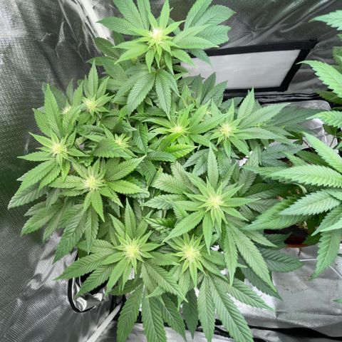 Big Bud 1 Klon 1 by KilliczGe growlog timeline photo