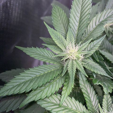 Big Bud 1 Klon 1 by KilliczGe growlog timeline photo