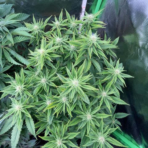 Tangerine Dream Clon #1 by KilliczGe growlog timeline photo