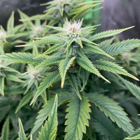 Tangerine Dream Clon #1 by KilliczGe growlog timeline photo