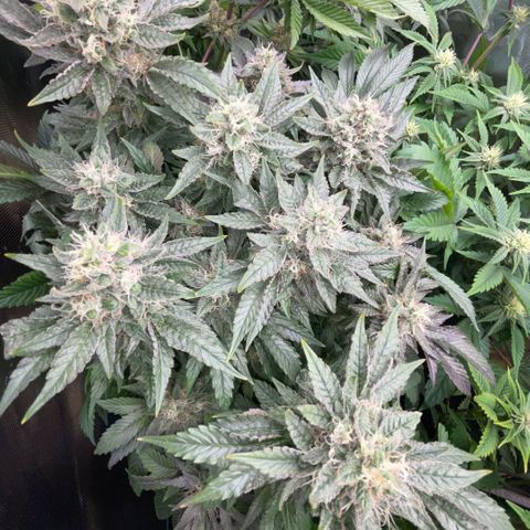 Big Bud by KilliczGe growlog timeline photo