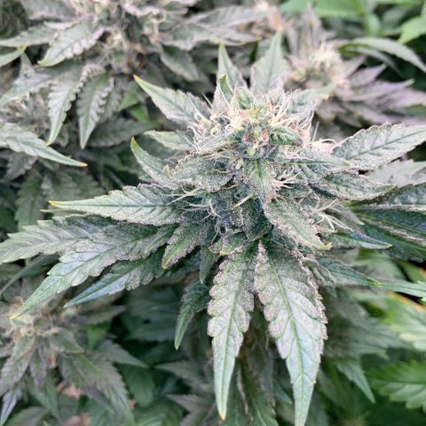 Big Bud by KilliczGe growlog timeline photo