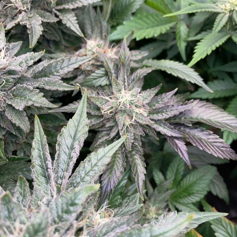 Big Bud by KilliczGe growlog timeline photo