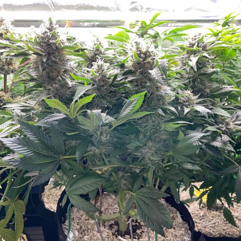 Big Bud by KilliczGe growlog timeline photo