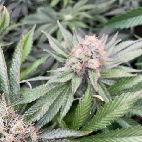 Purple Zkittlez #2 by KilliczGe growlog timeline photo