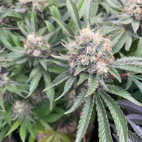 Purple Zkittlez #2 by KilliczGe growlog timeline photo