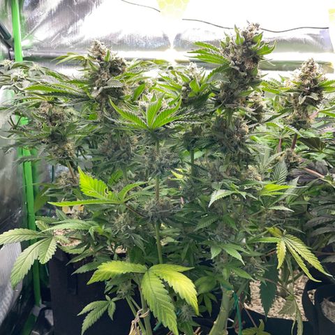 Purple Zkittlez #2 by KilliczGe growlog timeline photo