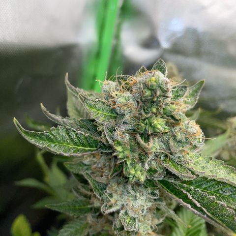 Purple Zkittlez #2 by KilliczGe growlog timeline photo