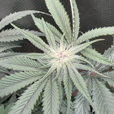 Dante’s Inferno - Mile High Dave by KilliczGe growlog timeline photo