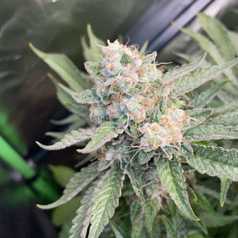 Purple Zkittlez #2 by KilliczGe growlog timeline photo