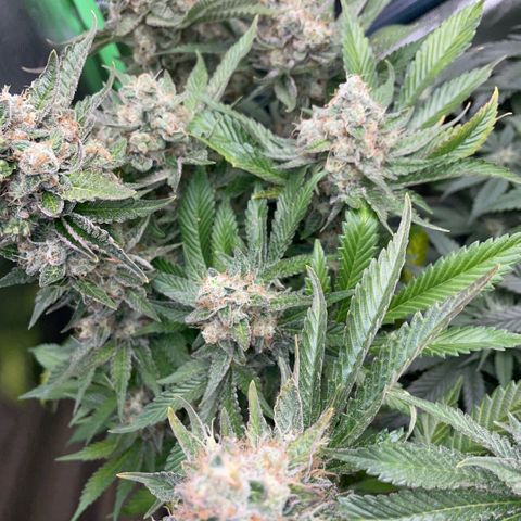 Purple Zkittlez #2 by KilliczGe growlog timeline photo