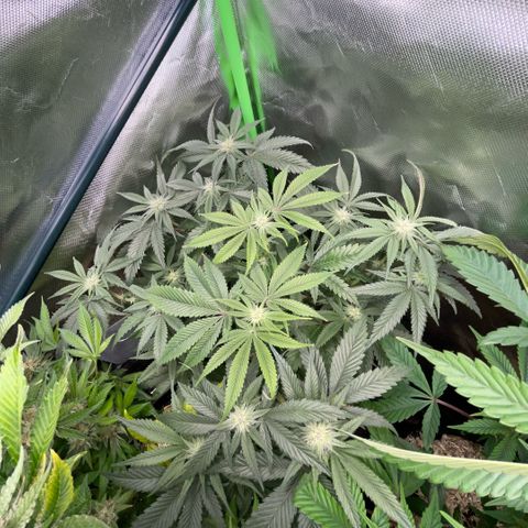 Dante’s Inferno - Mile High Dave by KilliczGe growlog timeline photo