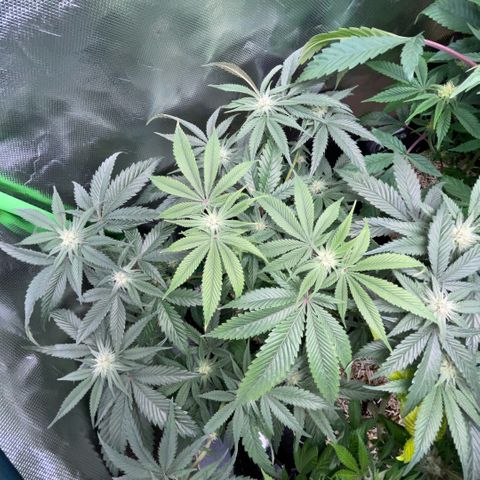 Dante’s Inferno - Mile High Dave by KilliczGe growlog timeline photo